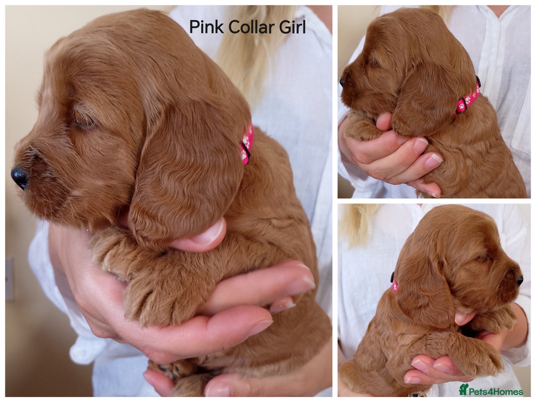 Cockapoo dogs for sale: Stunning F1 Red Miniature - Health Tested Parents - Image 6