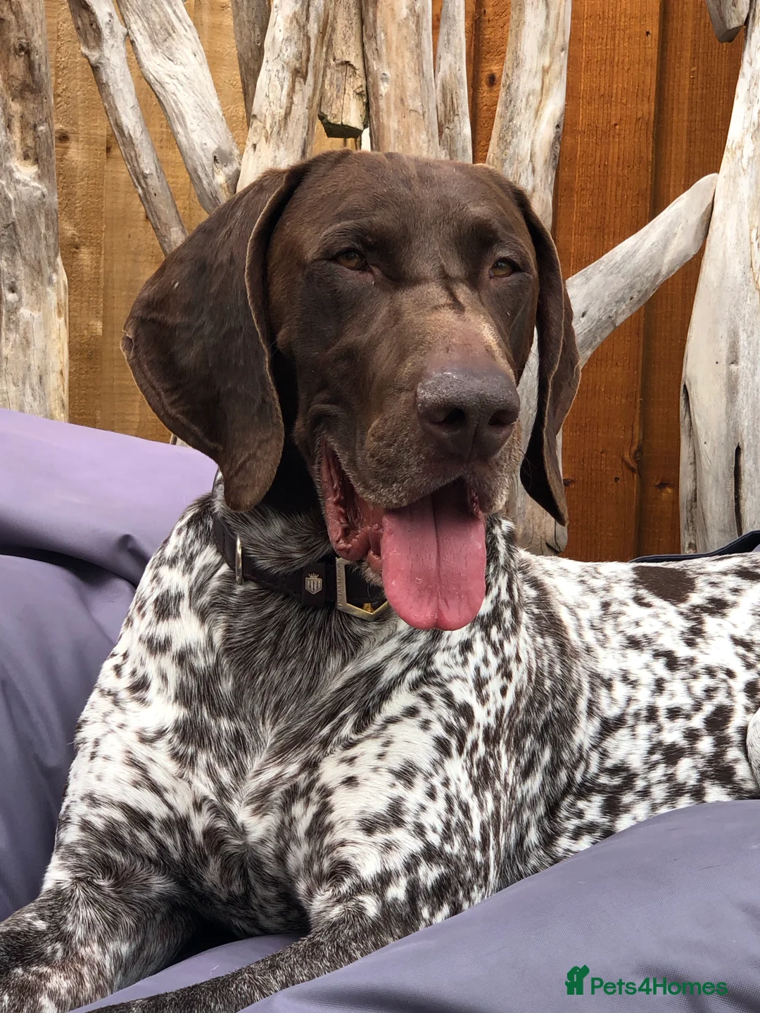 German Shorthaired Pointer dogs for stud: Excellent example Gsp kc and health tested. STUD in Lancaster - Advert 10