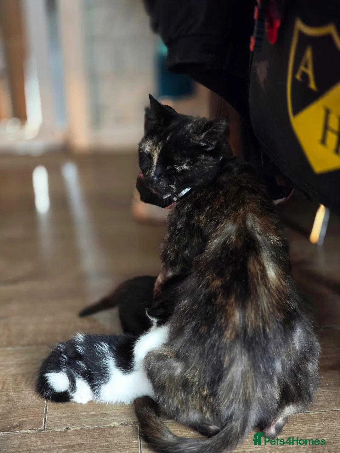 Mixed Breed cats for sale: 3 Beautiful Black & White kittens - Advert 2