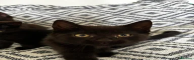 Black kitten
