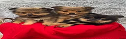 Pomeranian dogs for sale: Only two beautiful Pomeranian babies left - Advert 3