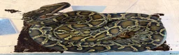Python Snake reptiles for sale: Python (large) - Advert 4