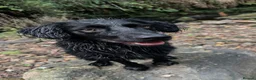 Cockerdor dogs for sale: Shadow in Rotherham - Advert 4