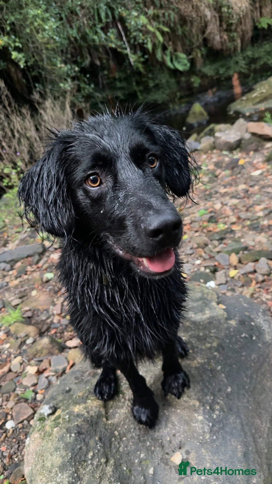 Cockerdor dogs for sale: Shadow in Rotherham - Advert 4