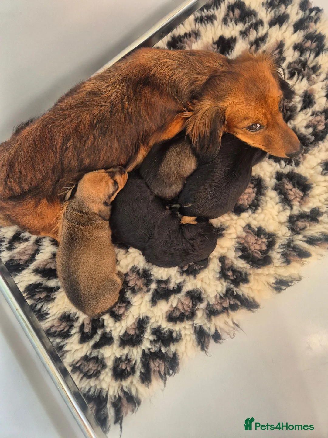 Miniature Dachshund dogs for sale: Silky Wire Haired Miniature Dachshunds  - Advert 1
