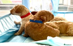 Toy Poodle dogs for sale: Stunning litter of Toy Poodles - Image 6