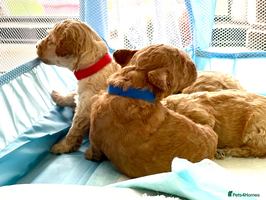 Toy Poodle dogs for sale: Stunning litter of Toy Poodles - Image 6