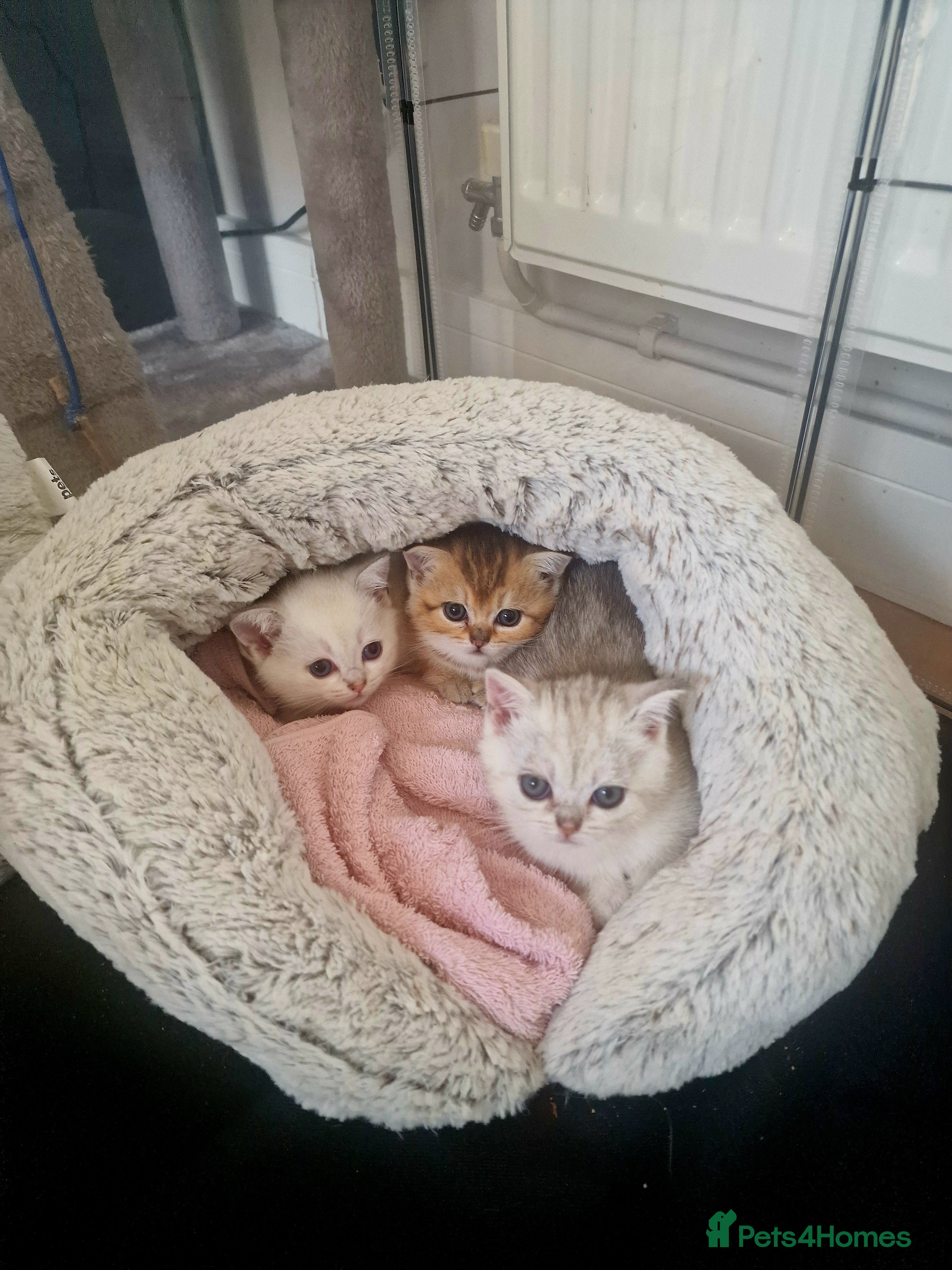 British Shorthair cats Beautiful British Shorthair Kittens - Advert 1