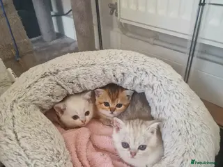 British Shorthair cats Beautiful British Shorthair Kittens - Advert 1