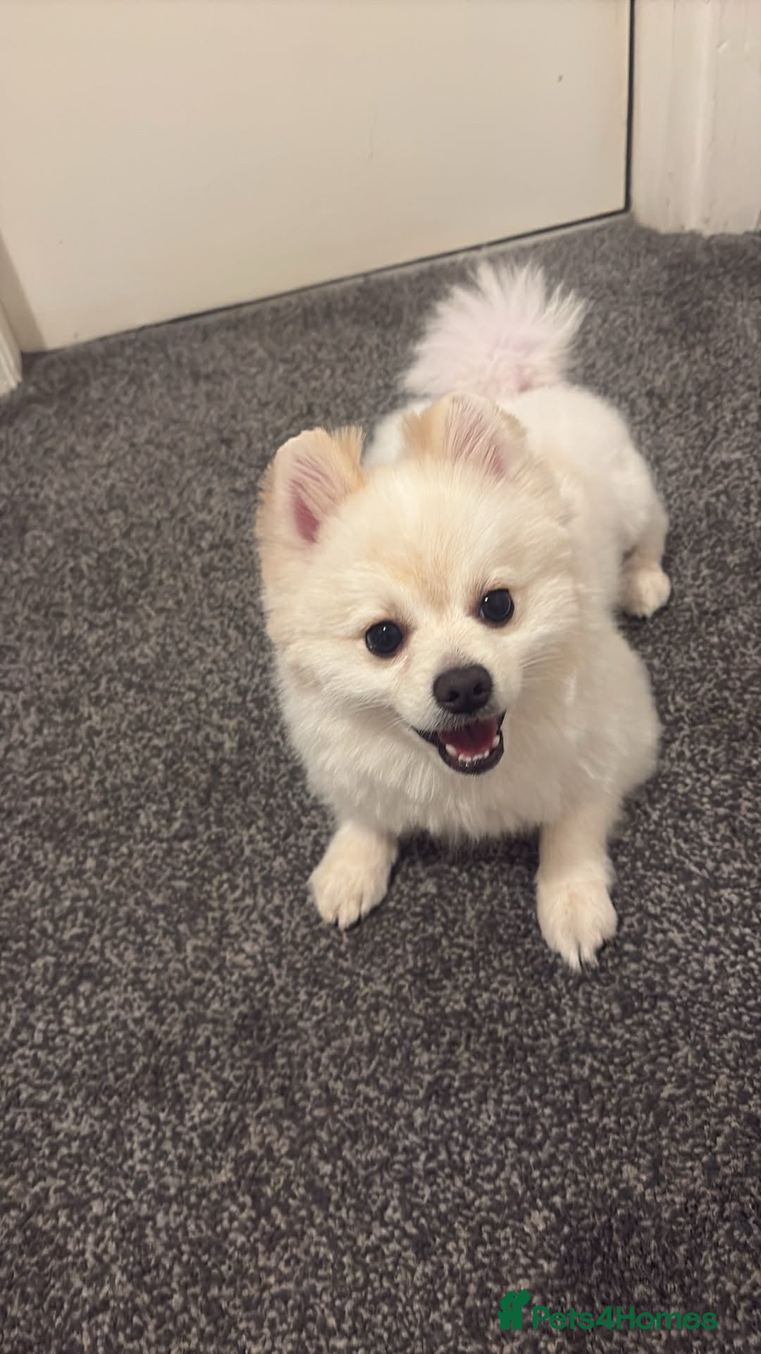 Pomeranian dogs Puppy pomeranian - Advert 3