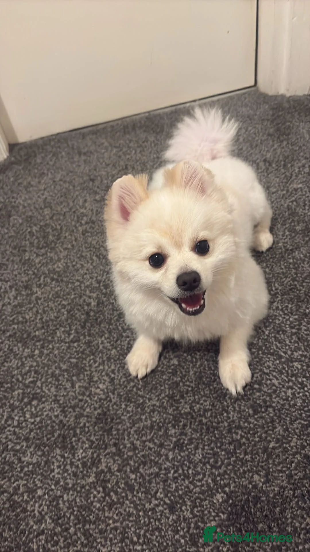 Pomeranian dogs for sale: Puppy pomeranian in Bradford - Advert 1