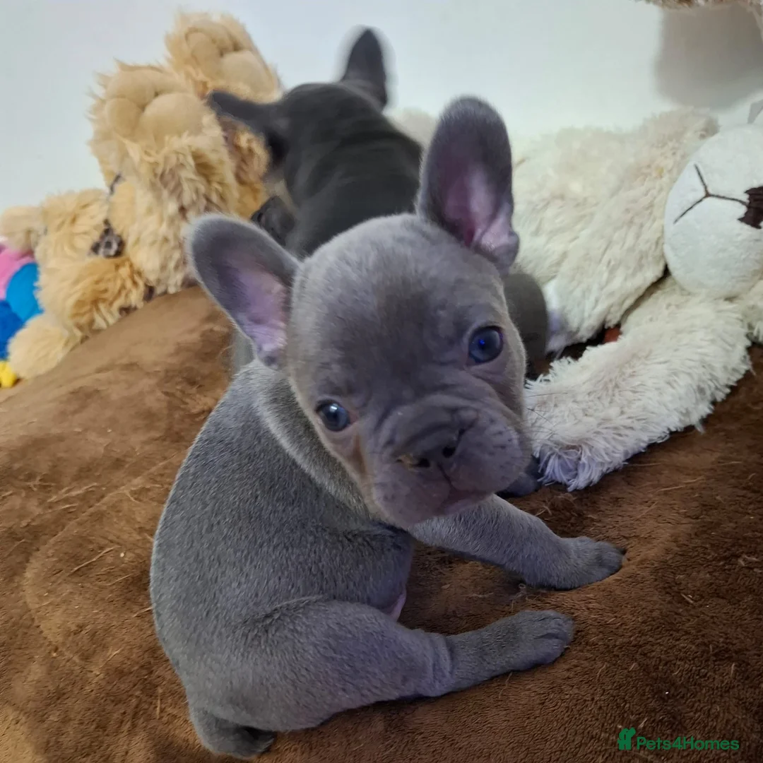 French Bulldog dogs for sale: Stunning Kc registered French Bulldog Pups - Advert 1