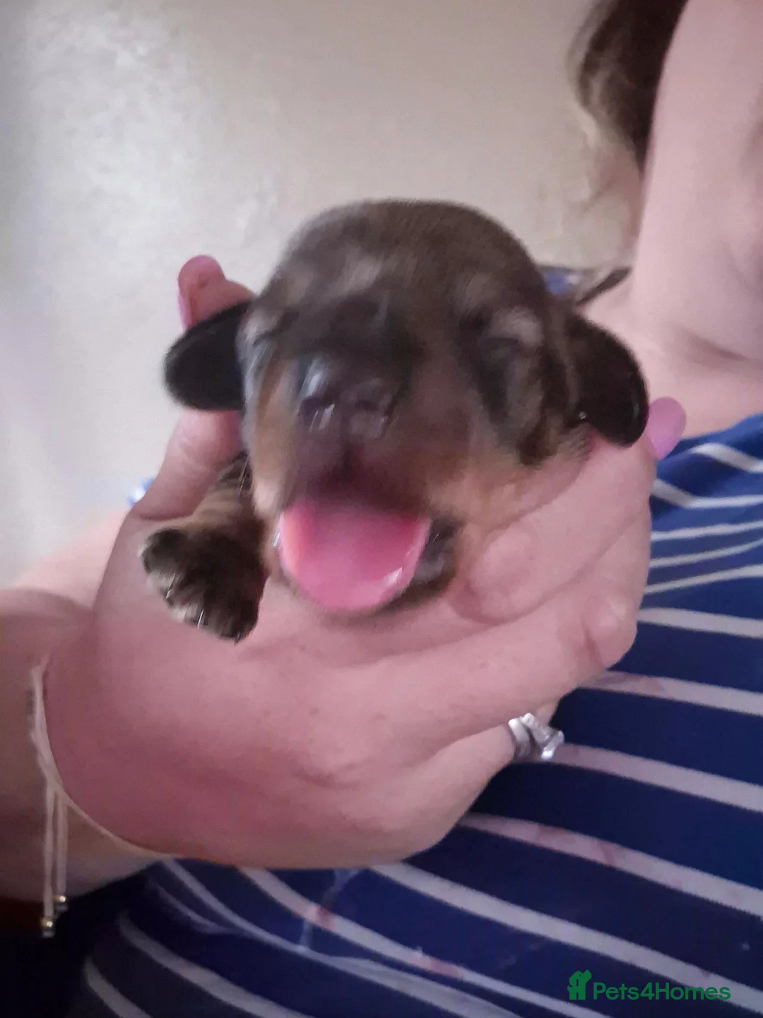 Miniature Dachshund dogs for sale: Wire haired Miniature dachshunds  in Shrewsbury - Advert 2