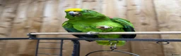 Parrots birds for sale: Yellow crowned amazon - Advert 4