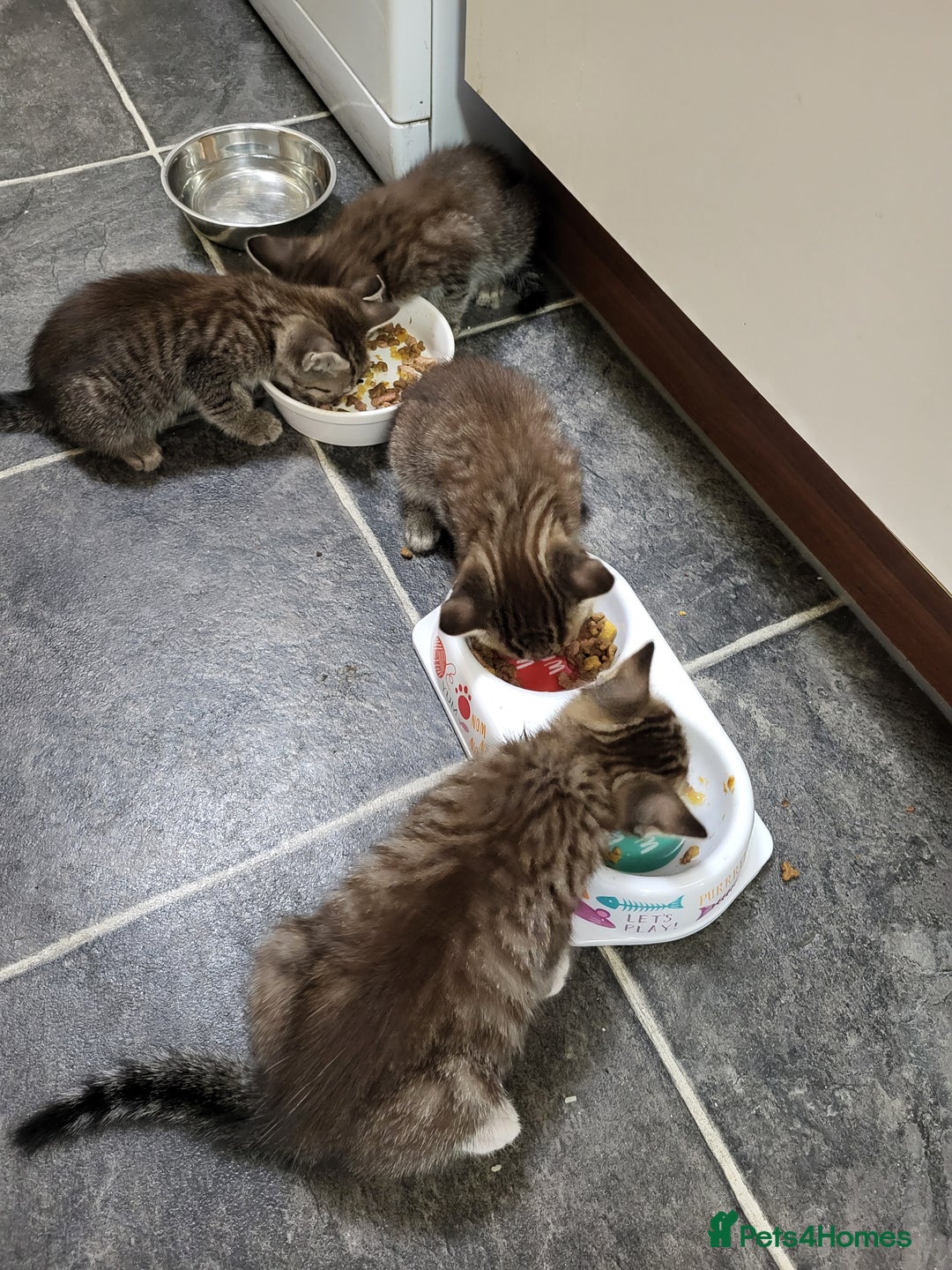 Mixed Breed cats for sale: Adorable kitten's  - Image 10