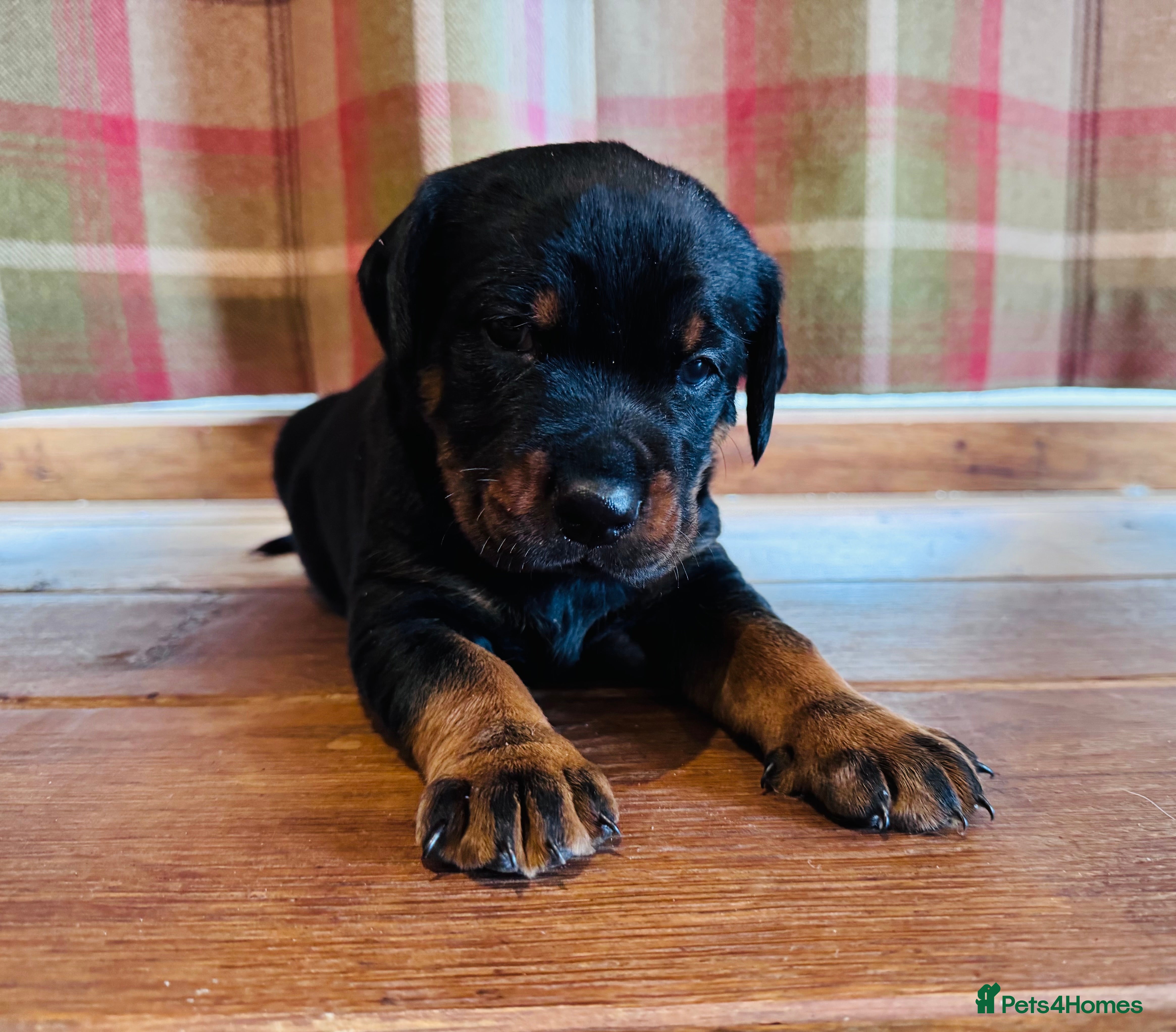 Rottweiler dogs KC Registered Rottweiler Babies 🐾🐾🐾 - Advert 15