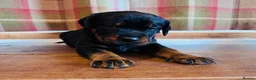 Rottweiler dogs for sale: KC Registered Rottweiler Babies 🐾🐾🐾 - Advert 1
