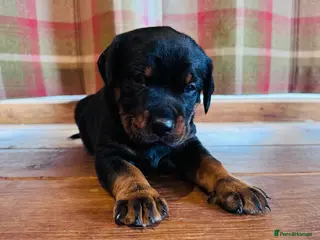 Rottweiler dogs KC Registered Rottweiler Babies 🐾🐾🐾 - Advert 16