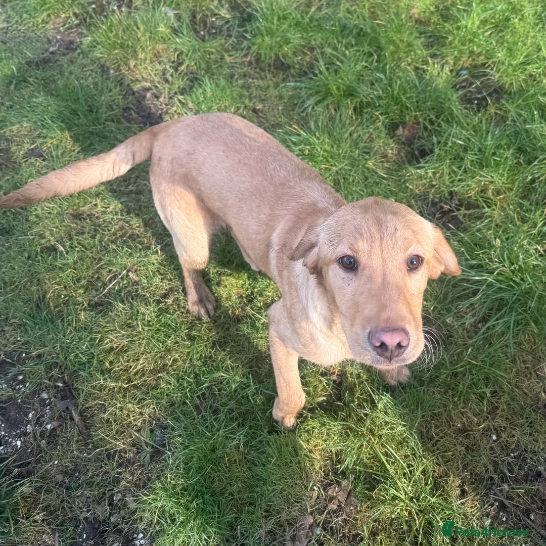 Labrador Retriever dogs for sale: 🧡 Older Yellow & Red RKC Labrador Boys 💛 - Advert 17