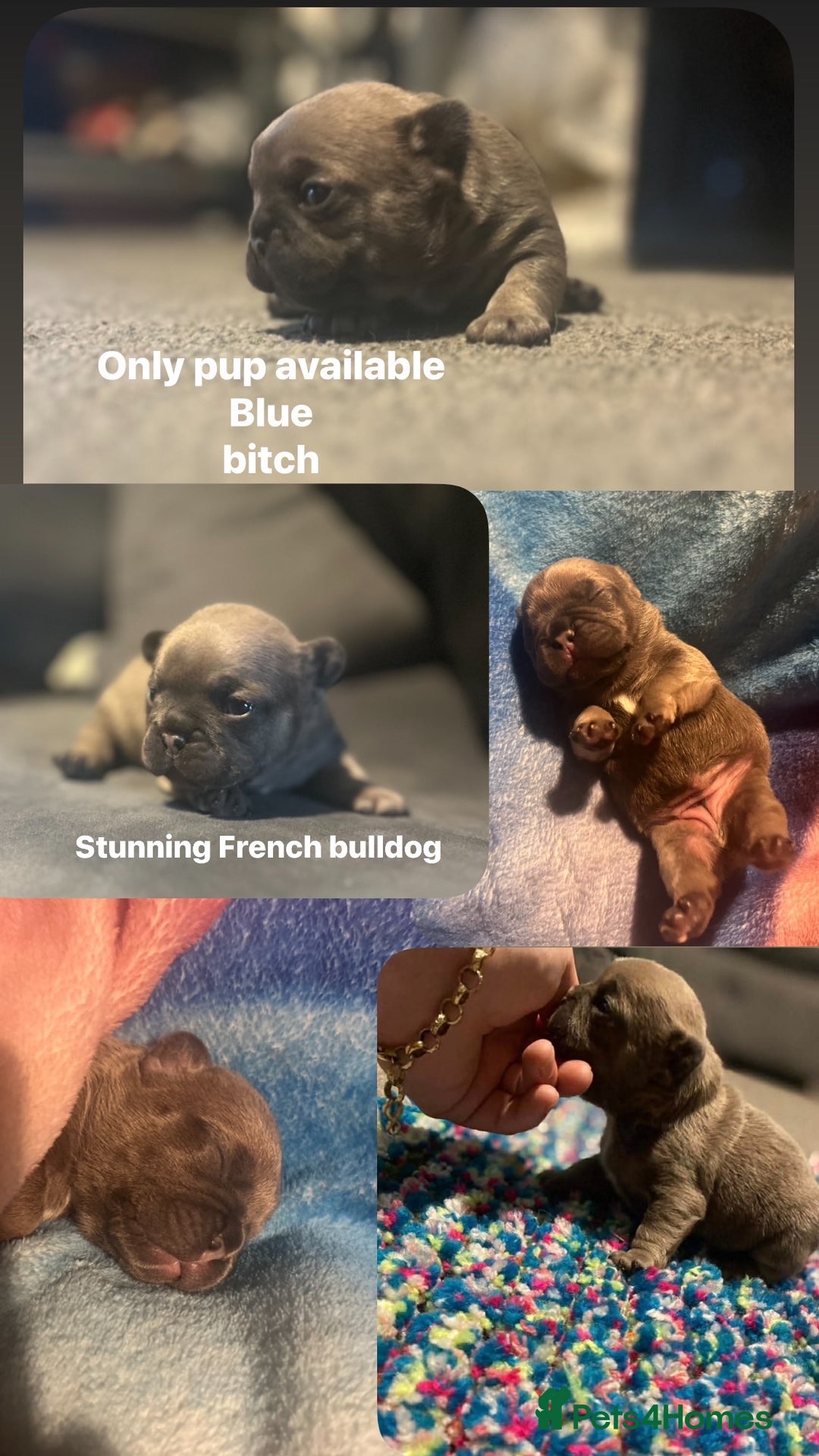 French Bulldog dogs for sale: French bulldog pup - Advert 1
