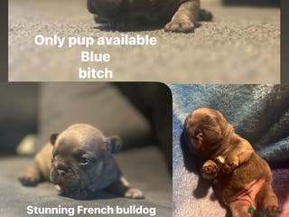French Bulldog dogs French bulldog pup - Advert 1