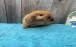 Mini Lop rabbits for sale: Mini lop babies ready to go - Image 6