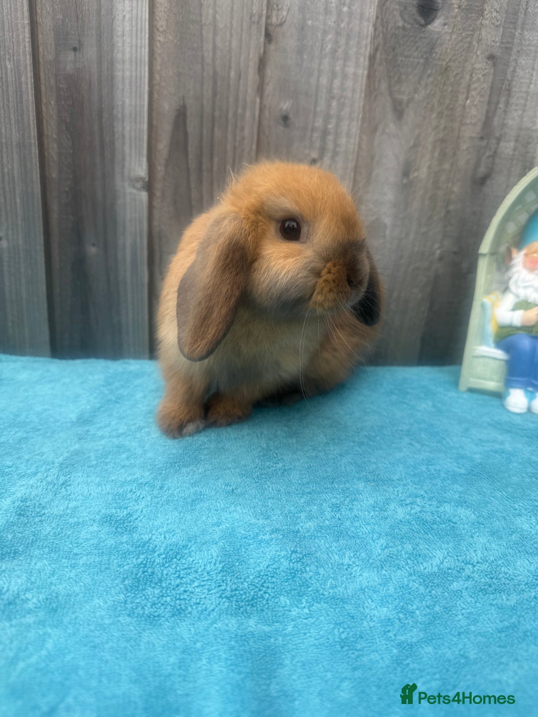 Mini Lop rabbits for sale: Mini lop babies ready to go - Image 6