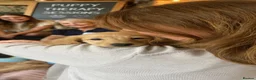 Miniature Dachshund dogs for sale: Miniature cream long hair puppies for sale  - Advert 5