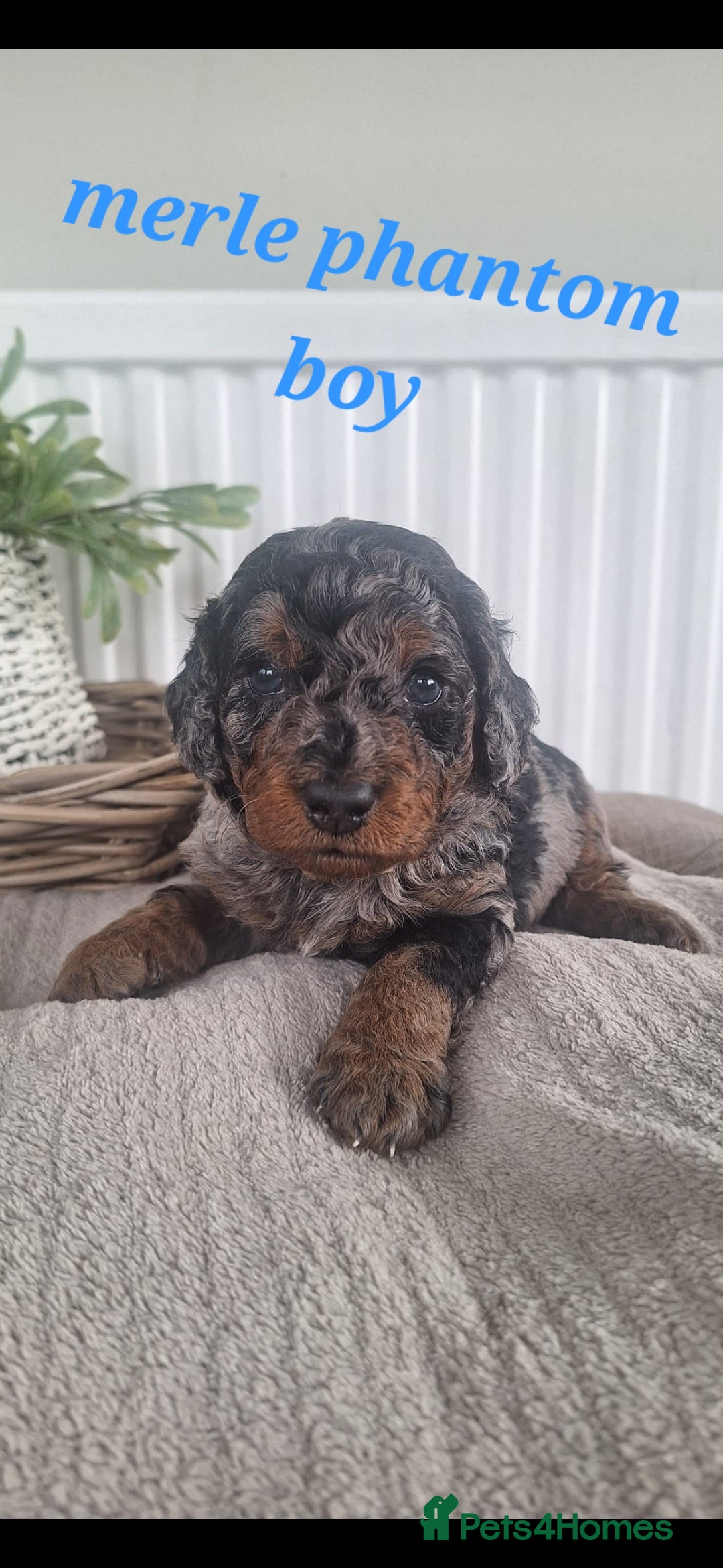 Labradoodle dogs for sale: ✨️Miniture Labradoodles✨️ - Image 2