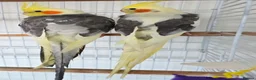 Cockatiels birds for sale: Male cockatiel  - Advert 3