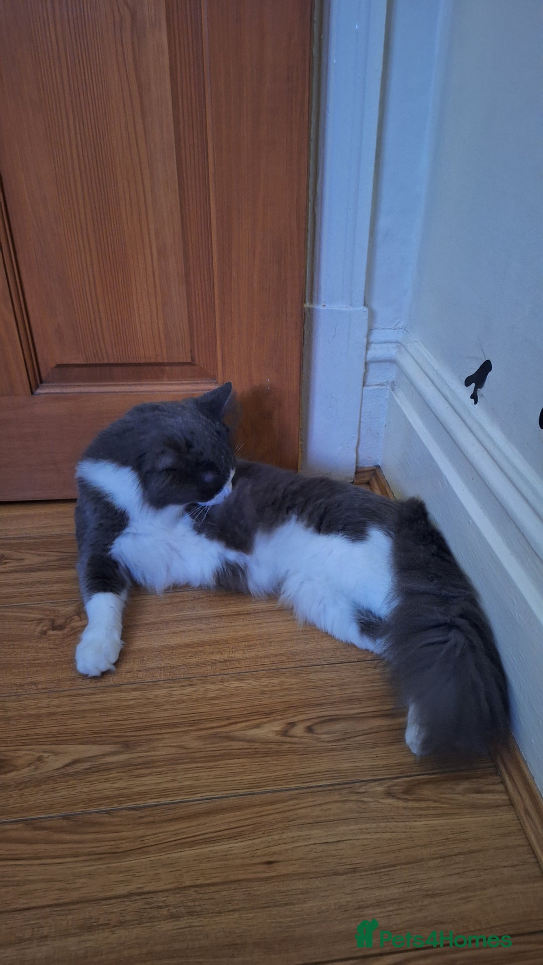 Maine Coon cats for sale: Norwegian Forest Cat mix with Maine Coon  - Advert 2