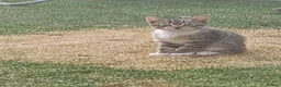 Mixed Breed cats for sale: ADORABLE KITTENS FOR SALE - Advert 15