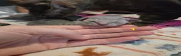 Devon Rex cats for sale: 💛 Devon Rex Kittens–2027 Litter Reservations 💛 - Advert 16