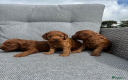 Cockapoo dogs for sale: Fox Red Super Quality Cockapoos - Image 4
