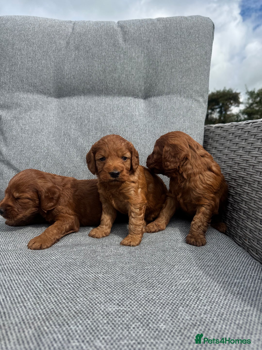 Cockapoo dogs for sale: Fox Red Super Quality Cockapoos - Image 4