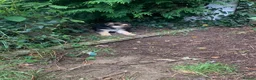 German Shepherd dogs for sale: Quality Straight Backed German Shepherd Puppies - Advert 11