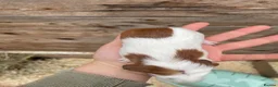 Guinea Pig rodents for sale: Gorgeous guinea pigs  - Advert 5
