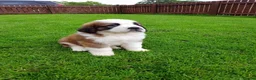 Saint Bernard dogs for sale: Classic healthy saint Bernard puppies ready now.. in Bath - Advert 8