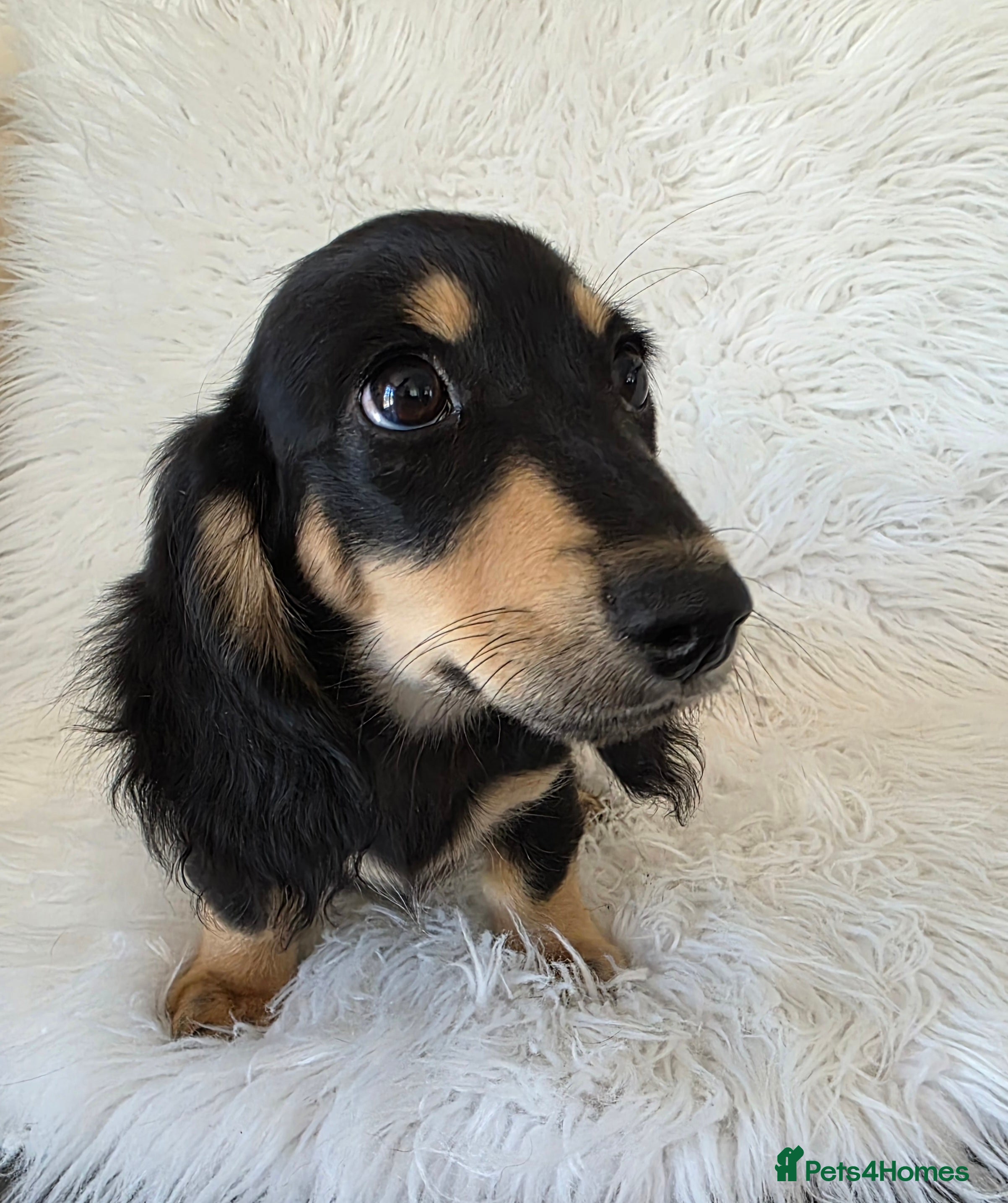 Miniature Dachshund dogs KC Long hair dachshund boys - Advert 2