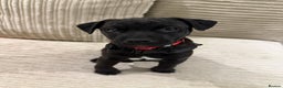 Patterdale Terrier dogs for sale: Hugo Patterdale Terrier Puppy - Advert 4