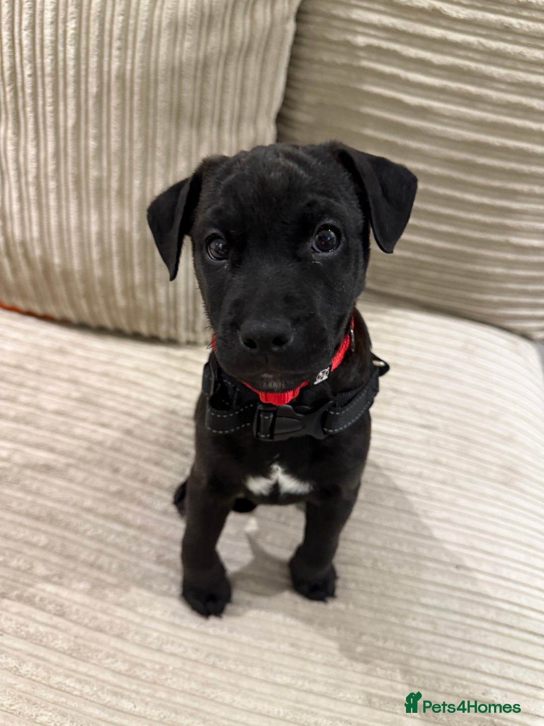 Patterdale Terrier dogs for sale: Hugo Patterdale Terrier Puppy - Advert 4