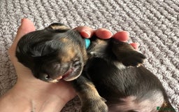Miniature Dachshund dogs for sale: Stunning litter of 4 KC Reg puppies  - Image 4