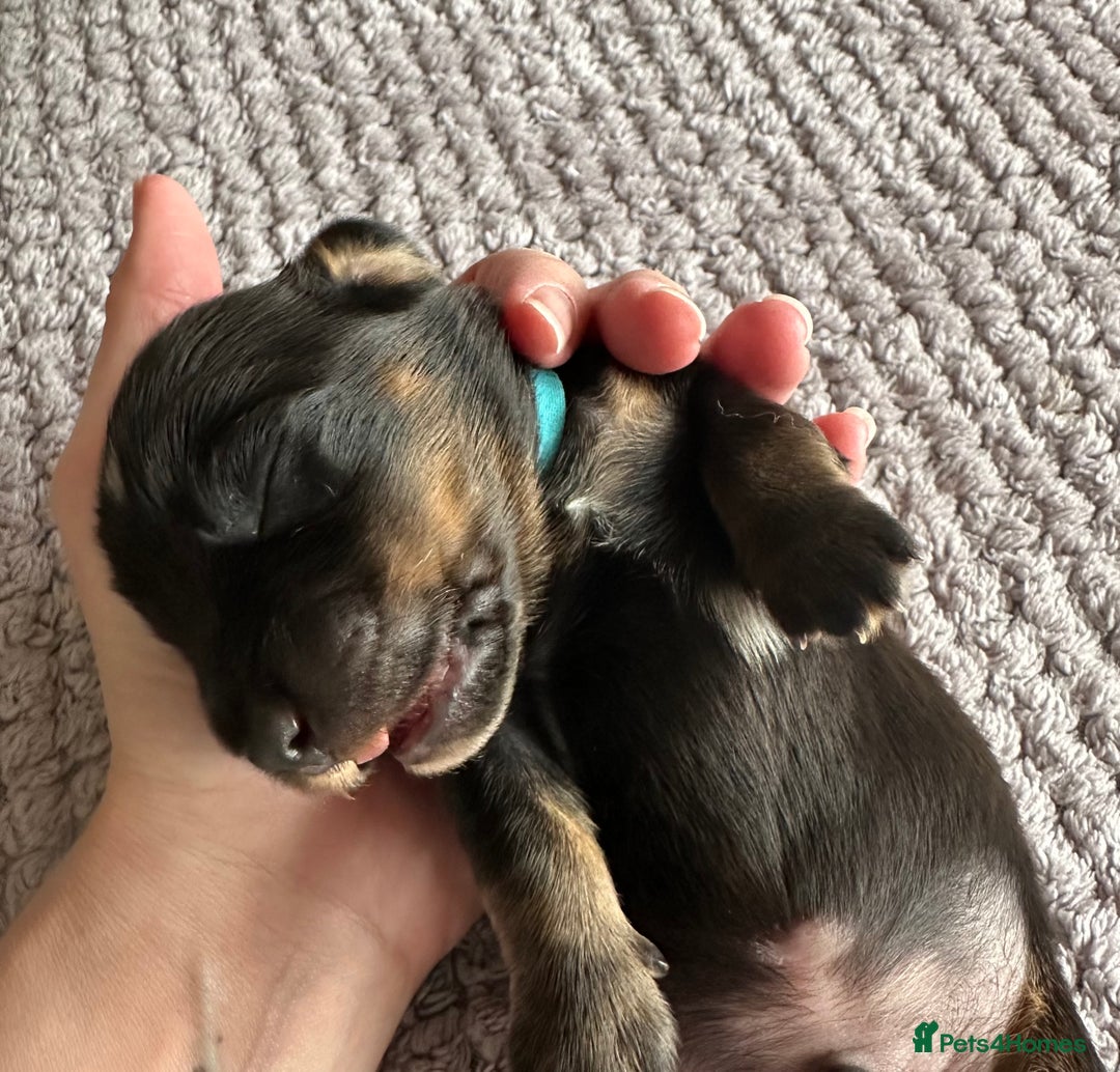 Miniature Dachshund dogs for sale: Stunning litter of 4 KC Reg puppies  - Image 4