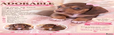 Miniature Dachshund 5