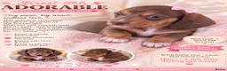 Miniature Dachshund dogs for sale: Miniature dachshund  in Basildon - Advert 4