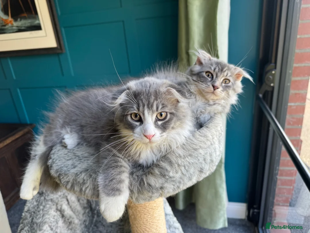 Scottish Fold cats for sale: Scottish fold cross - Advert 6