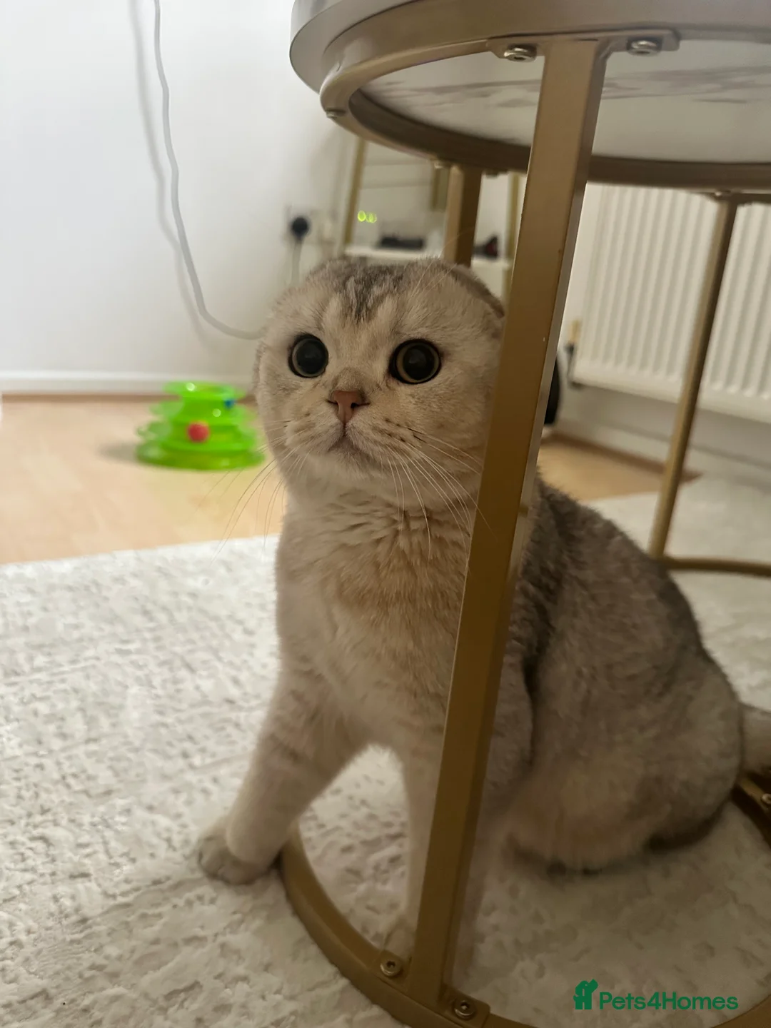 Scottish Fold cats for sale: British Shorthair × Scottish Fold Kittens 🐾 in Walsall - Advert 2