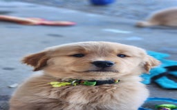 Golden Retriever dogs for sale: Home Coming Golden Retrevier Puppies. - Image 5