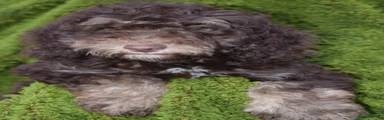Cockapoo 1