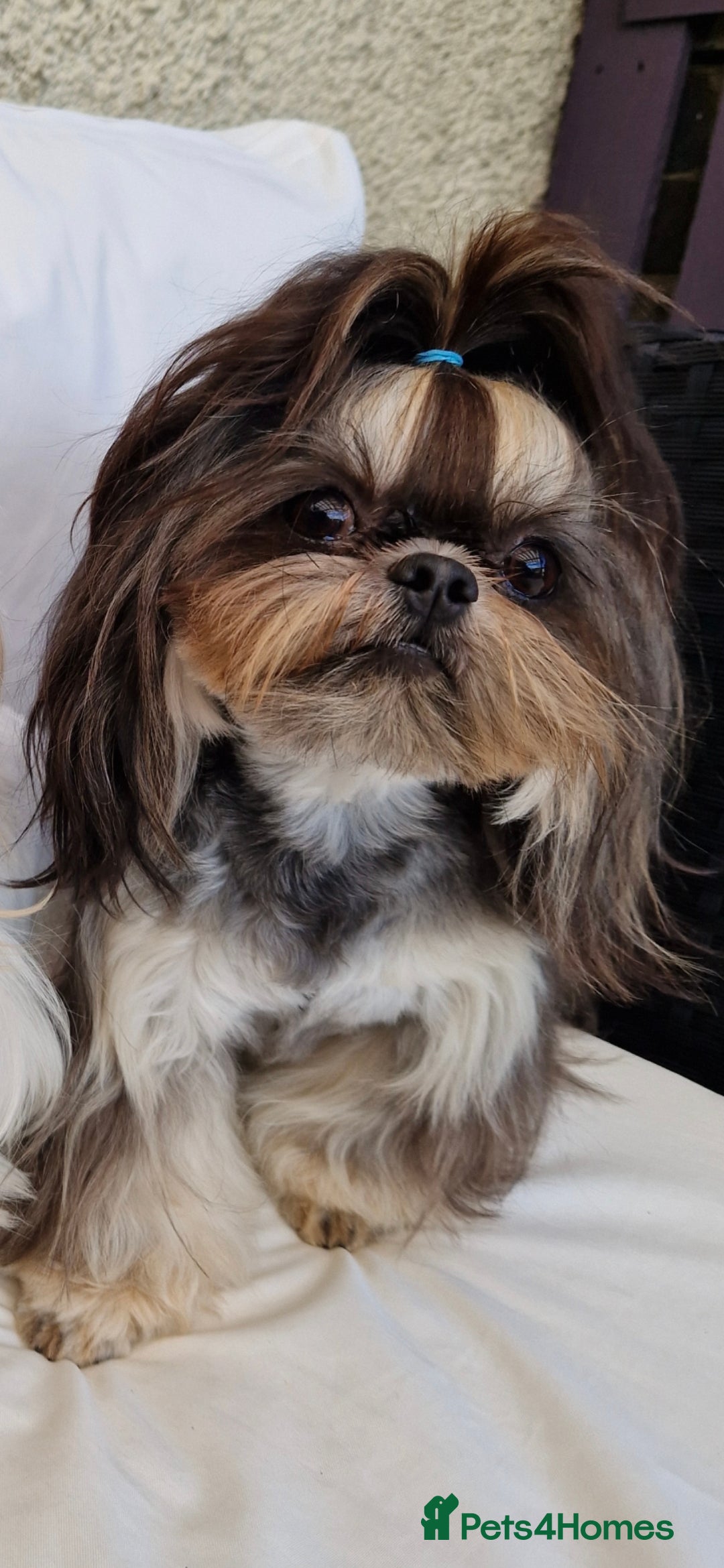 Shih Tzu dogs Stunning imperial shih tzu stud in Newport - Advert 1